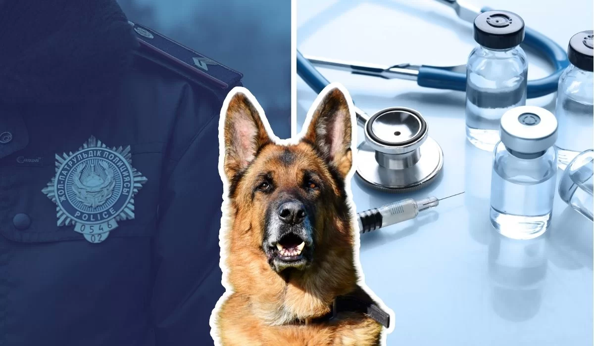 Не привил питомца — заплати штраф: почему вакцинация обязательна?
