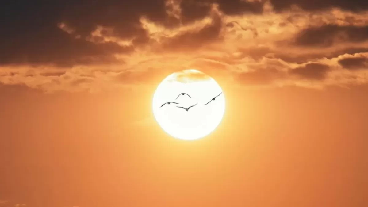 Жара до +38°C и грозы: прогноз погоды на пятницу