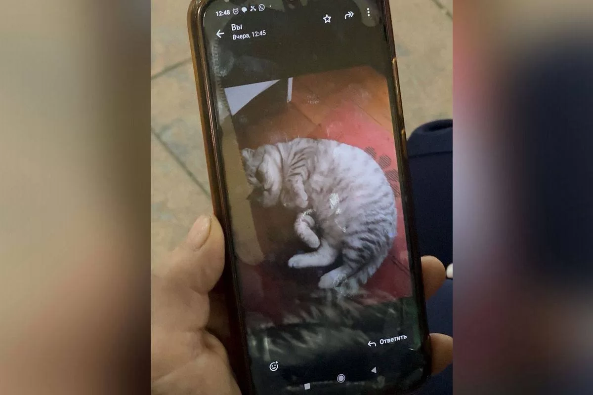 Мошенники дошли до абсурда: у казахстанки требовали фото её кошки