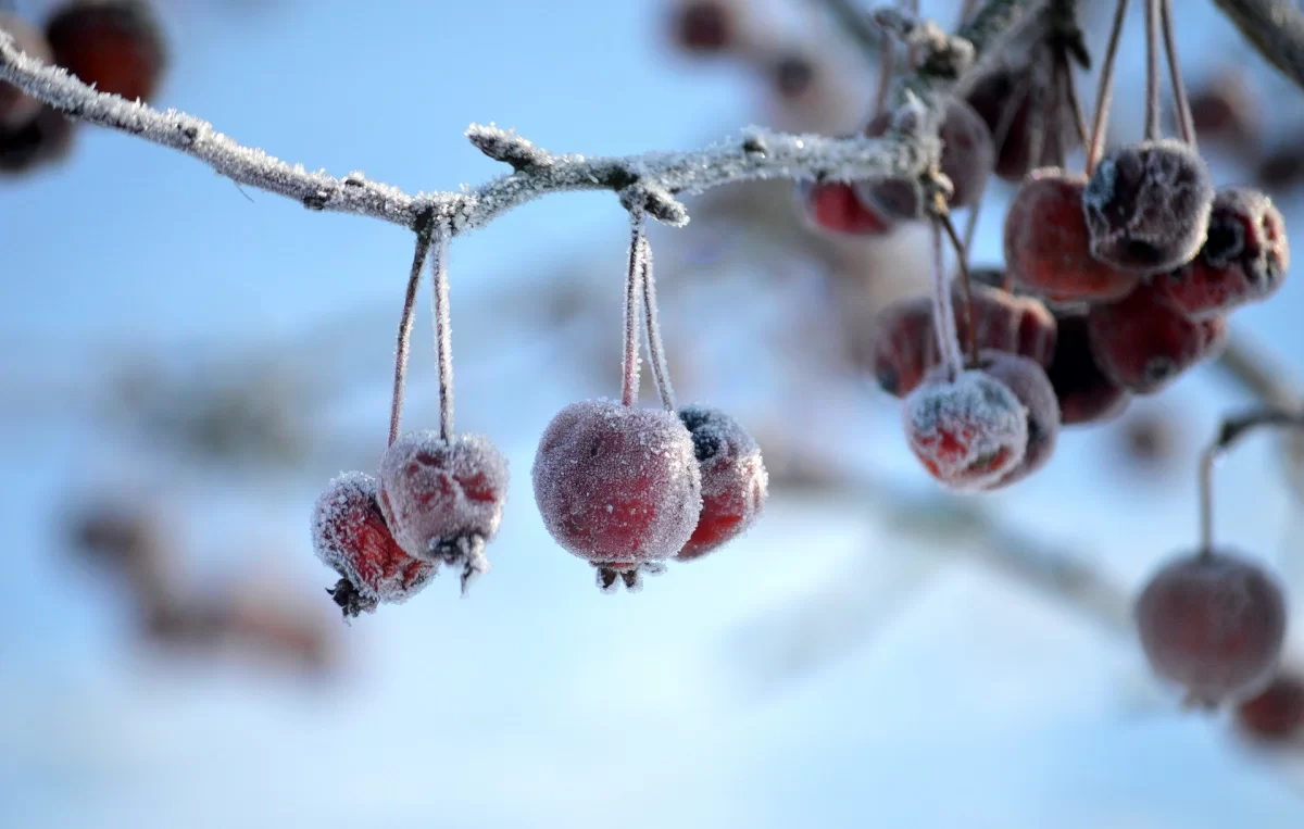 Где в Казахстане ударят самые сильные морозы 23 января