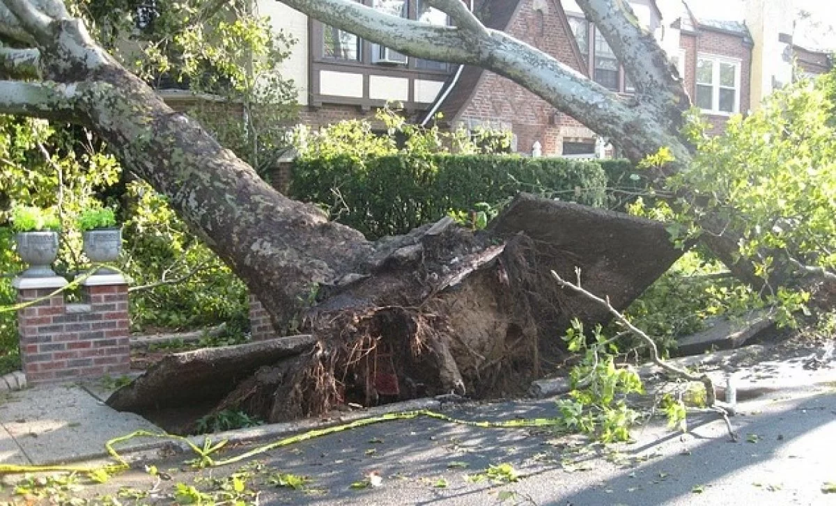 Автоледи из Костаная добилась компенсации за старое дерево
