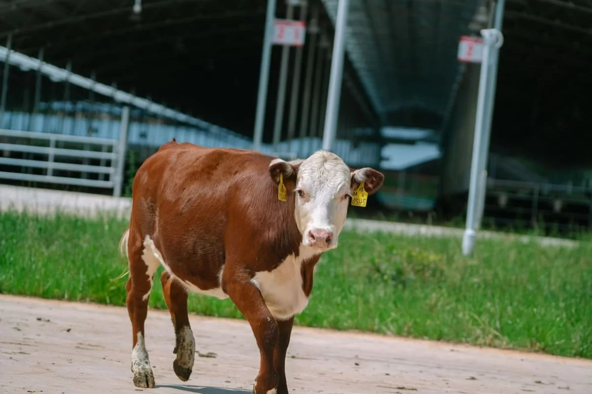 Говядину под видом картофеля вывозят из Казахстана?