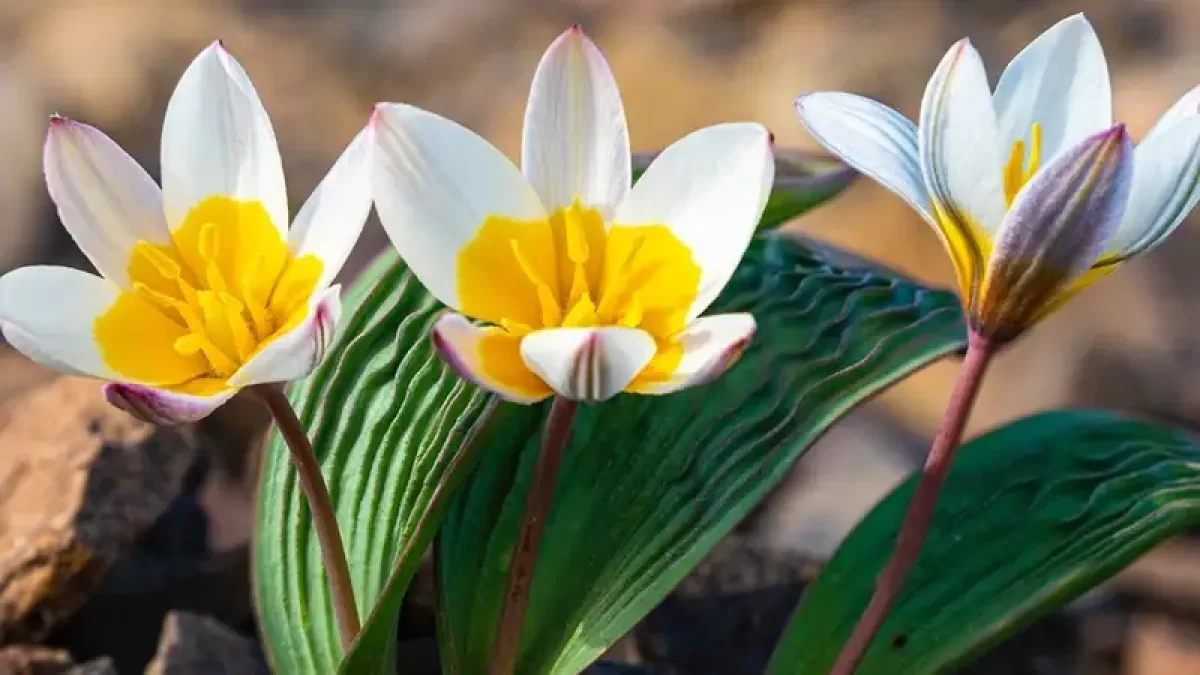 Снег и метель в Астане, дожди на юге: прогноз на 2–4 марта