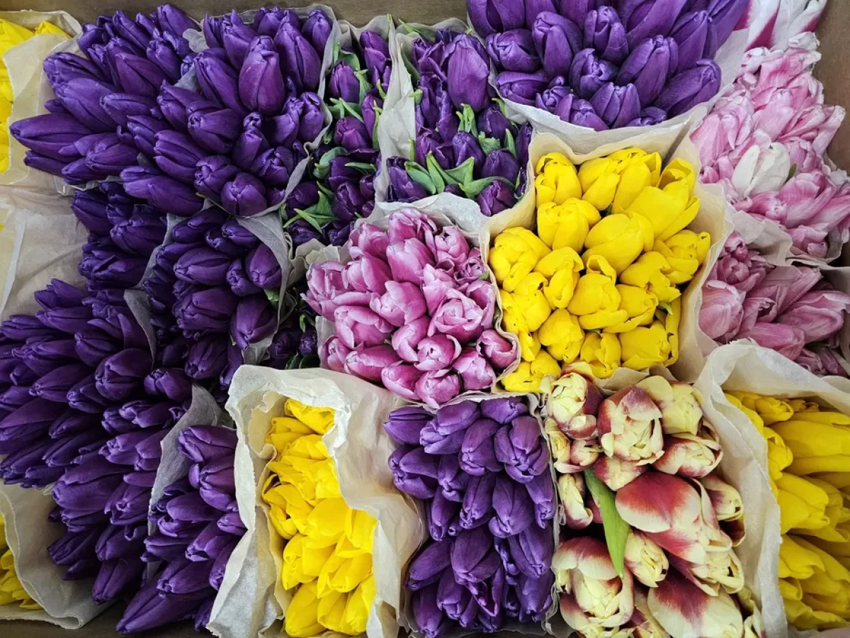 Почему тюльпаны к 8 Марта в Астане подорожали почти на 40%