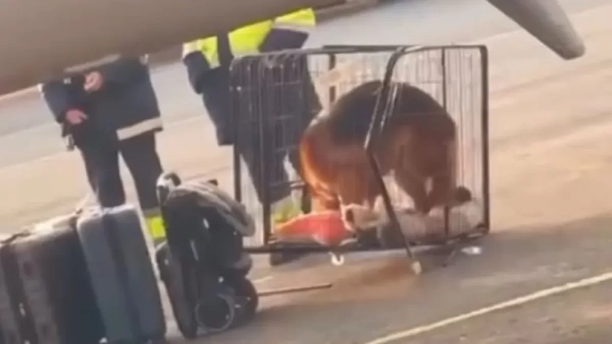 Казахстанку с собакой не пустили в самолет и она потеряла 300 тысяч тенге