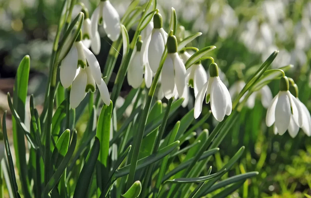 Краснокнижные цветы в Казахстане: штрафы до 13 млн тенге