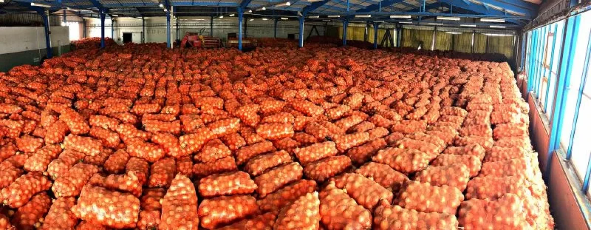 Лук гниет на складах: фермеры Алматинской области терпят убытки