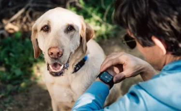 Ошейник с ИИ для собак теперь совместим с Apple Watch