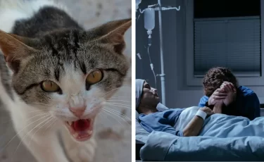 В Костанайской области женщина умерла после укуса кошки