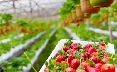 Казахстанцы хотели заработать на клубнике в Англии, но лишились денег
