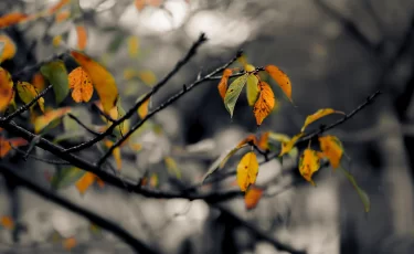 Туман и дожди: прогноз погоды на 29 октября в Казахстане