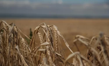 «Село без поддержки»: почему фермеры вынуждены платить по кредитам втрое больше