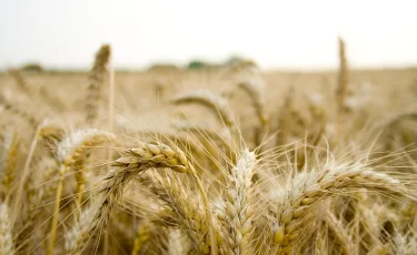 Рост экспорта +39%, но порты стоят: как погода вмешалась в зерновую логику Казахстана