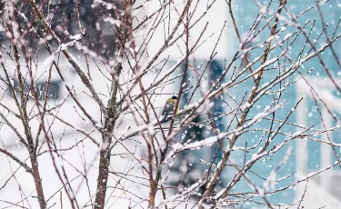Сильный ветер и мокрый снег: какую погоду готовит Казахстан 26 ноября