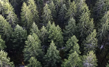 Сколько на самом деле стоит срубить ёлку перед Новым годом