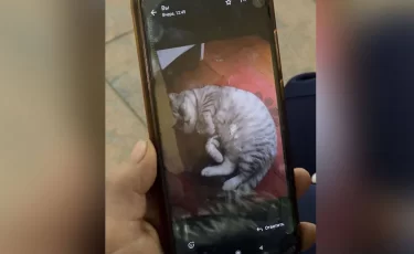 Мошенники дошли до абсурда: у казахстанки требовали фото её кошки