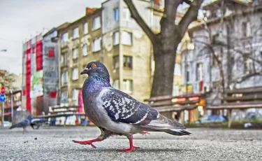 Правда ли, что за кормление бездомных животных во дворах грозит наказание