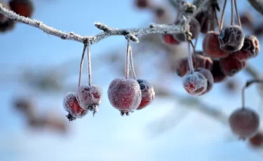 Где в Казахстане ударят самые сильные морозы 23 января