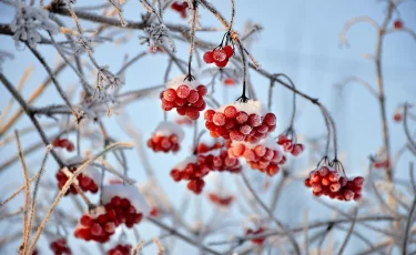 Прогноз погоды на 29 января: морозы на севере и снег на юге Казахстана