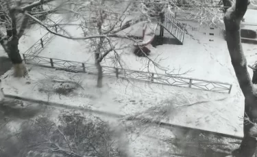 10-летний школьник погиб из-за упавшей ветки в Шымкенте