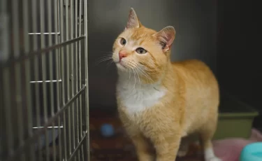 Алматинка с особыми потребностями открыла гостиницу для животных и запустила бесплатную «кототерапию»