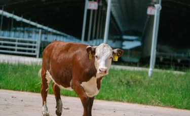 Говядину под видом картофеля вывозят из Казахстана?