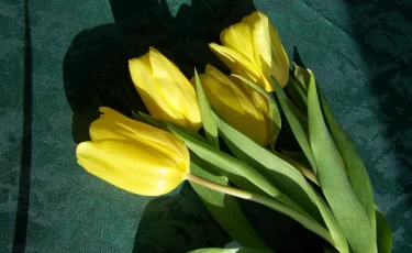 Дешевые цветы к 8 Марта могут оставить казахстанцев без денег