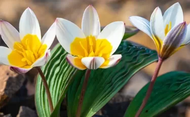 Снег и метель в Астане, дожди на юге: прогноз на 2–4 марта