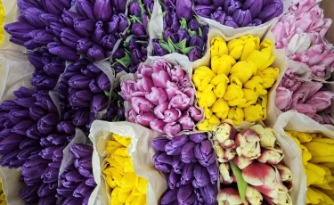 Почему тюльпаны к 8 Марта в Астане подорожали почти на 40%