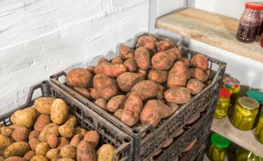 АПК Казахстана показал рекордные результаты: урожай, экспорт и техника