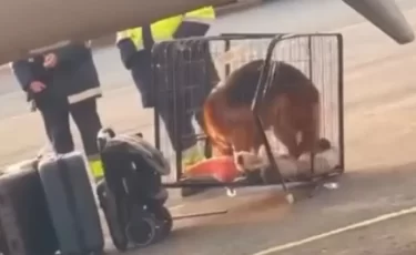 Казахстанку с собакой не пустили в самолет и она потеряла 300 тысяч тенге