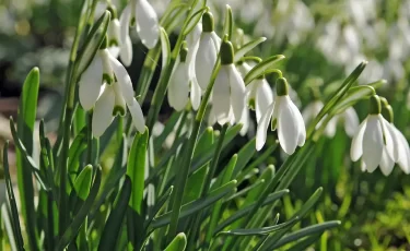 Краснокнижные цветы в Казахстане: штрафы до 13 млн тенге