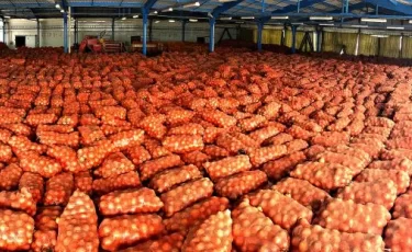 Лук гниет на складах: фермеры Алматинской области терпят убытки
