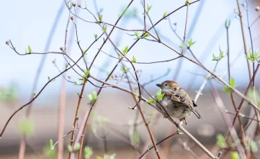 До +30 и грозы: какой будет погода в Казахстане 31 марта
