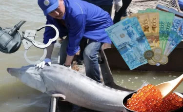 В Атырау браконьер получил 7 лет за 501 кг осетра