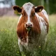 Казахстан продлил запрет на вывоз сжиженного газа и живого скота