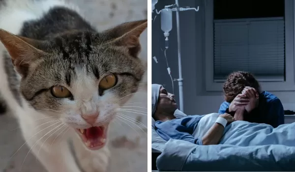 В Костанайской области женщина умерла после укуса кошки